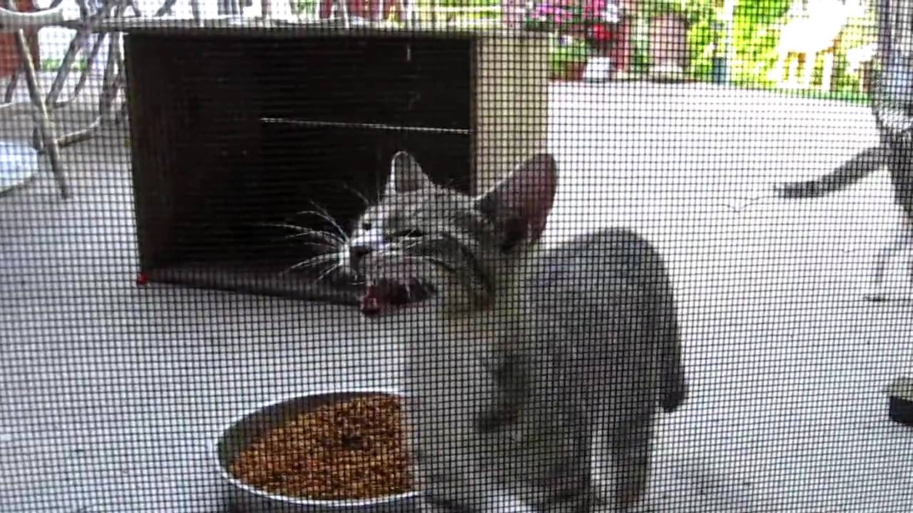 Kittens Meowing Youtube