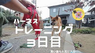 【ハーネス苦手克服】トレーニング 3日目【黒はなマロン】柴犬女の子1歳