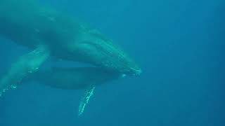 Snorkel with humpback whales - Moheli (Comoros)