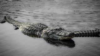 Why CROCODILES are fascinating