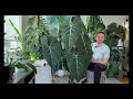 big leaf energy philodendron glorious plant spotlight 2