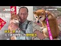 導盲犬帶失明狗麻吉逛超市　兩汪搖擺背影好溫馨❤｜寵物動物｜菲律賓｜搜救犬｜精選影片