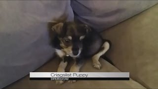 Craigslist Puppy