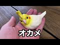 【文鳥ヤキモチ】おもちゃの鳥を可愛がったら文鳥はヤキモチを焼いてくれるのか？てのりフレンズ