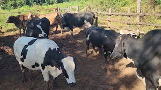 VOLTAMOS PARA O MERCADO DO LEITE COM AS VACAS DO CONFINAMENTO