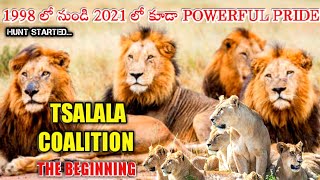 Tsalala pride male lions coalition telugu||Tsalala male lion coalition telugu||lion coalition