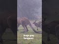 huge grey kangaroo wildlife kangaroo trekking walking