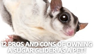 12 Pros and Cons of Owning a Sugar Glider as a Pet! 🏡🌙