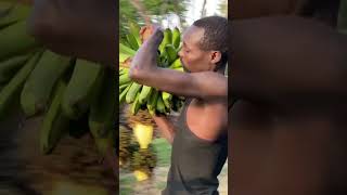 Village boy harvests big bunch of banana🙏🙏