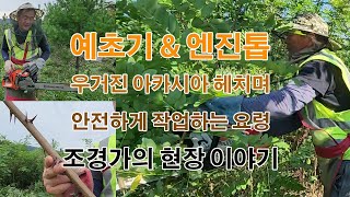 산속에 엔진톱으로 조경수사이 잡목제거하고 예초기로 마무리하기 산림 풀베기 숲가꾸기 3일차