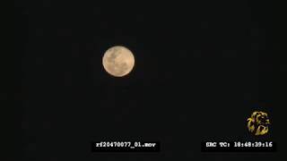 Poachers moon | Rhino Poaching | HD Stock Footage