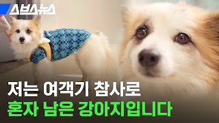 참사로 가족 다 잃은 반려견 푸딩이 직접 만나봄 / 스브스뉴스