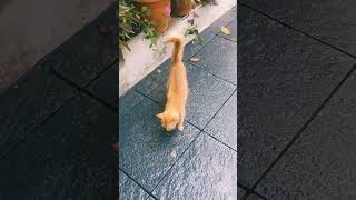 വീട്ടുകാരെ വിശന്നിട്ട് വയ്യ വല്ലതും തരണേ😂😂....#shorts #funny #comedy #cat #shortvideo