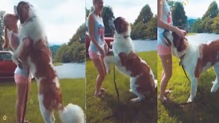 Dog and girl playing with each other | lovely dog and girl playing | #everythingmix