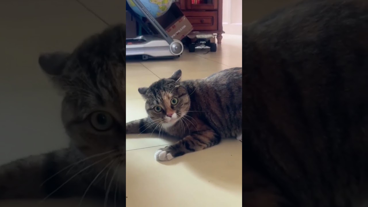 Overview Of Cat Breeds From All Over The World And Their Features