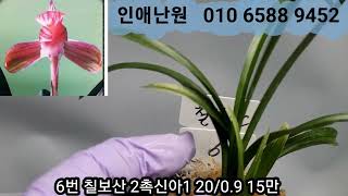 1월 23일 목요일 1차 옥로 온누리 송정 단엽 단엽성입변중투 칠보산 두화목산반호 환엽서반 산반녹호 극황호피반 산출산반녹호 질부금 수문룡 13품종 판매합니다