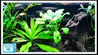 Beginners Guide to Aquatic Plants: How to Keep Plants in Your Fish Tank