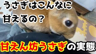 【甘えるうさぎ】甘え姿がこれほどカワイイとは～Sweet rabbit