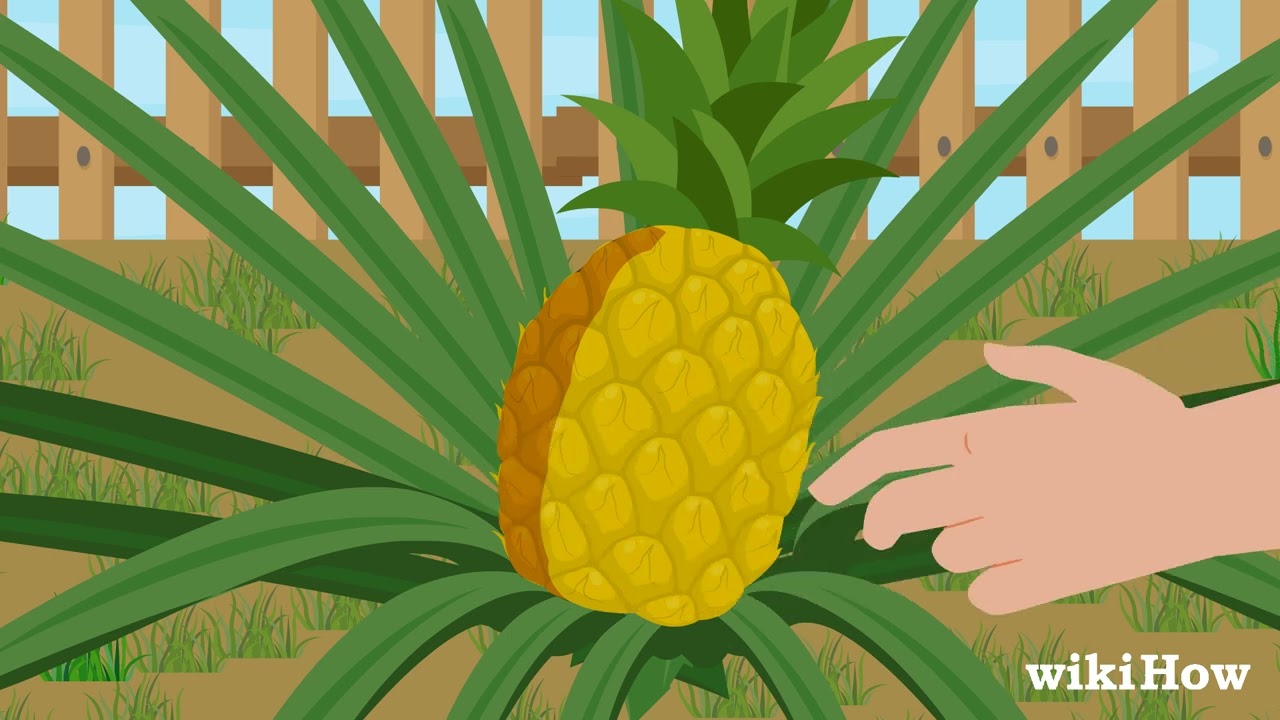 How To Harvest Pineapple Youtube