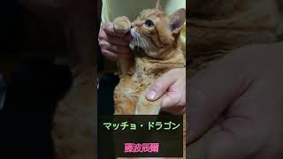 マッチョ・ドラゴンを踊る茶トラ猫すん #猫 #ネコ #ねこ #茶トラ #藤波辰爾