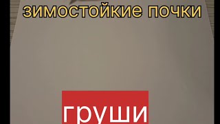 Зимостойкие почки груши.