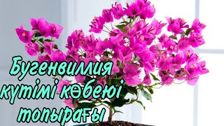 Бугенвиллия күтімі көбеюі гүлдеуі топырағы. гүлдер әлемі.үй гүлдері күтімі