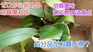 胡蝶蘭を育てよう