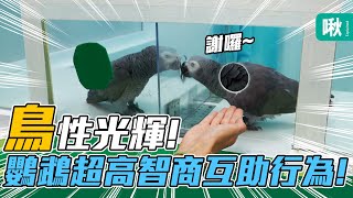 鳥類都懂得互相幫助！科學家發現非洲灰鸚鵡的驚人互助行為！｜啾啾鞋