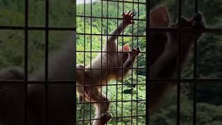 動きが俊敏になってきたかわいいニホンザルの赤ちゃん🐒 A cute Japanese macaque baby whose movements have become agile