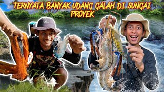 2 KALI PINDAH UNTUK BERBURU UDANG GALAH BABON CAPIT BIRU DI SUNGAI