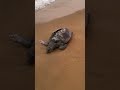 കടലാമ കരയിൽ അടിഞ്ഞപ്പോൾ കടലാമ tortoise 🐢 kerala beach tortoise when the turtle landed beach