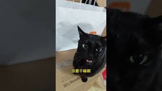 对话、与我的小黑猫