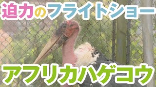 迫力のフライトショー！アフリカハゲコウ【アニマル×Animal】