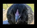 hen or a rooster how to tell easter egger ameraucana pullet