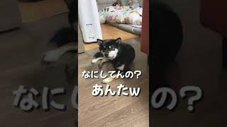 ギャン泣きする赤ちゃんに強すぎる豆柴！【柴犬】#Shorts