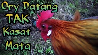 MIKAT AYAM HUTAN || ORY DATANG TAK KASAT MATA( gelap mencekam)