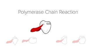 Polymerase Chain Reaction (PCR)