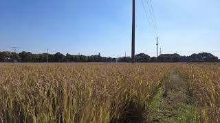 4k UHD Rice fields in autumn, wind blowing rice, relaxing sound of rice | natural sound, wind sound