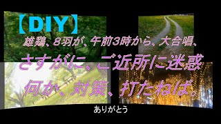 【DIY】、朝３時から、８羽でコケコッコーの合唱の対策、雄鶏ゲージ、作っていく、