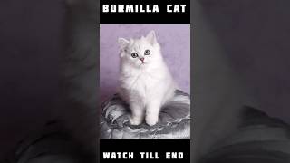 BURMILLA CAT ❤️💖 STATUS #youtubeshorts #viral #trending #cats #dog #catvideos