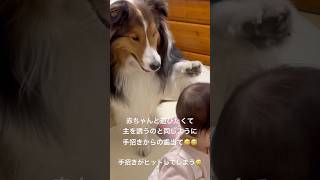 事故現場⚠️犬パンチ炸裂⚠️赤ちゃんと遊びたくて手招きするも当たってしまうシェルティ🫢#可愛い #シェルティ大好き #シェルティ #愛犬 #赤ちゃん #baby