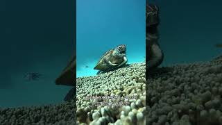 Why do sea turtles spend so much time in the water? #shorts #nature #wildlife #animal