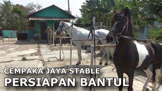 AMUNISI BARU CEMPAKA JAYA STABLE