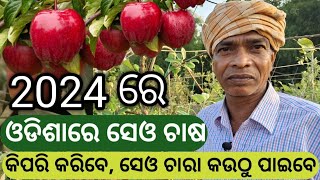 2024 ରେ ଓଡିଶାରେ ସେଓ ଚାଷ କିପରି ଆରମ୍ଭ କରିବେ ଜାଣନ୍ତୁ ଏହି ଭିଡିଓ ରେ । Profitable Apple Farming in Odisha