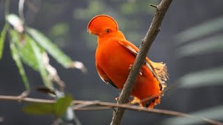 Guianan Cock-Of-The-Rock #birds