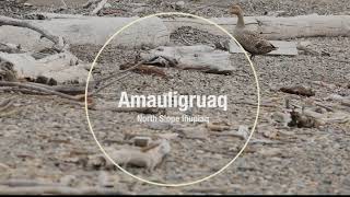 Bird 360: common eider, Arctic Bird Fest