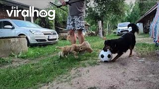 Dog Plays With Marionette Pup || ViralHog