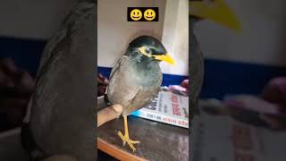 Maina 🐦 bird