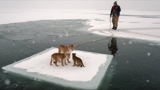 Bobcat Trapped on Ice with Her Cubs. You Won’t Believe Who Came to Save Them