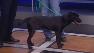 Pet of the day for November 5th - Ringo the Lab mix